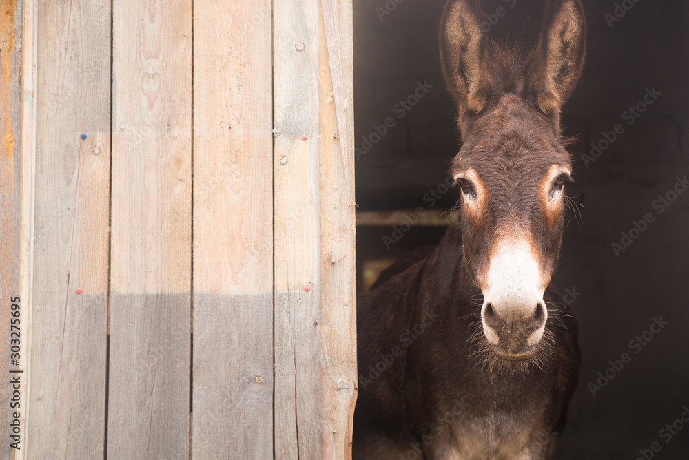 Obraz na plátně Portrait of a donkey on farm.