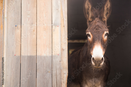 Obraz na plátně Portrait of a donkey on farm.