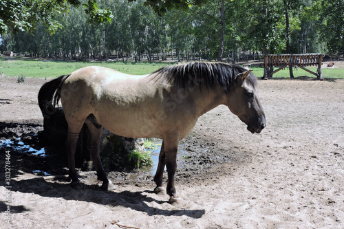 Fotografija A portrait of a light brown with a black mane and tail workhorse