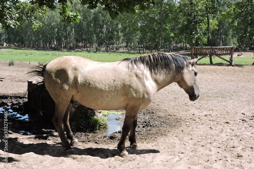 Slika na platnu A portrait of a light brown with a black mane and tail workhorse