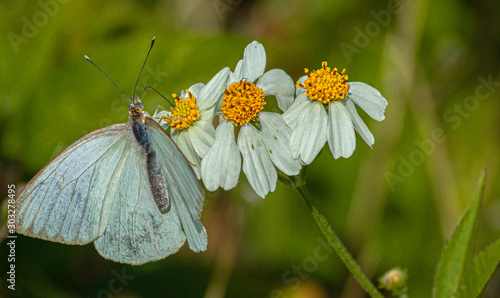 Great Southern White Butterfly on Spanish Needles Flower, Merritt Island .National Wildlife Refuge, Florida #3 photo