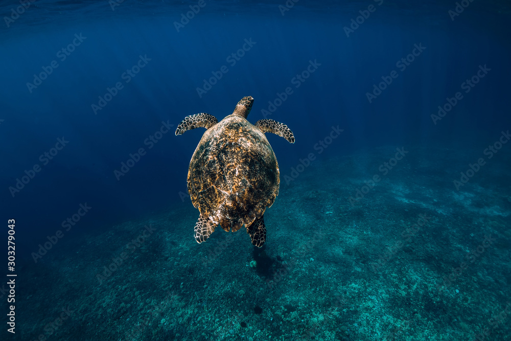 Obraz premium Sea turtle glides in ocean. Beautiful green sea turtle underwater
