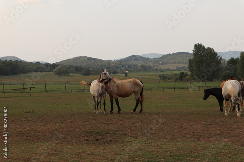 Alte farm pferde riding