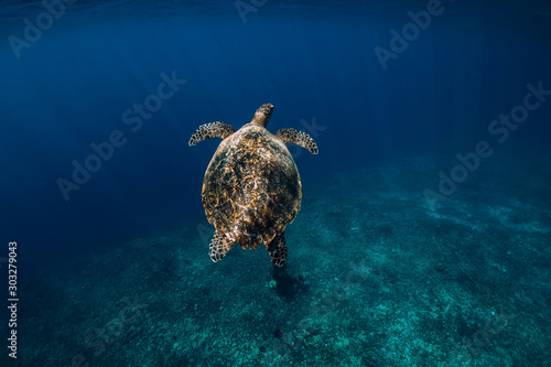 Sea turtle glides in ocean. Beautiful green sea turtle underwater