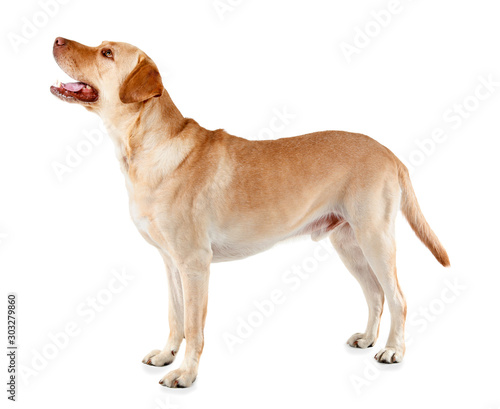 Adorable dog on white background