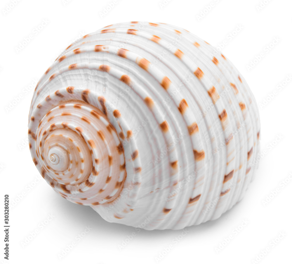Beautiful sea shell on white background
