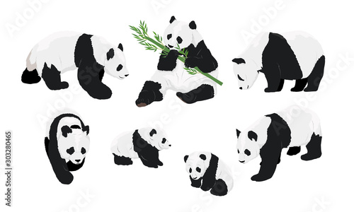 Set of realistic adult giant pandas bears and their cubs. Animals of China. Vector photo