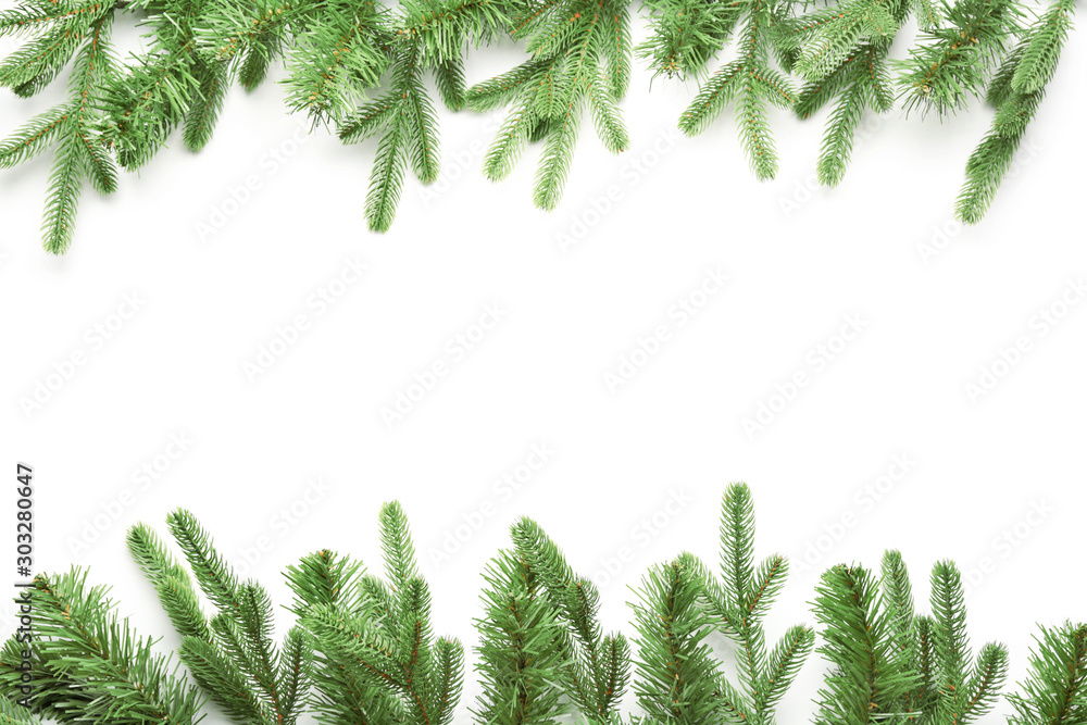 Beautiful fir branches on white background