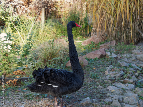 (Cygnus atratus) Graceful and proud black swan standing at the water's edge, revealing its white feathers