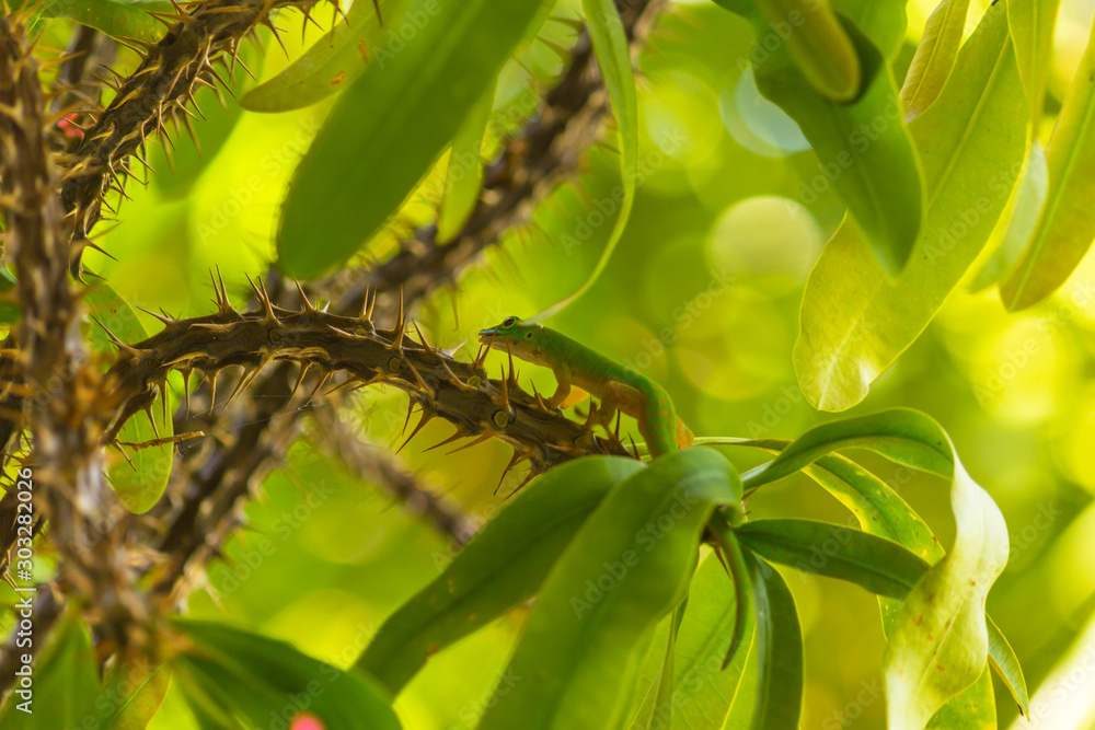 A Small Green Lizard on a Tree