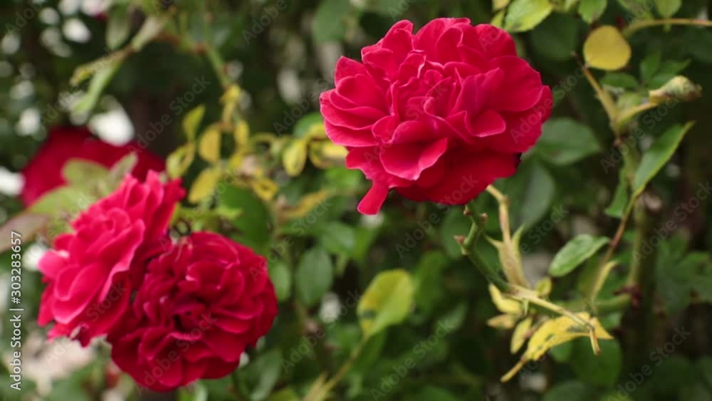 roses are red, three beautiful flowers in a garden (rack focus) roses are red, three beautiful flowers in a garden (rack focus)