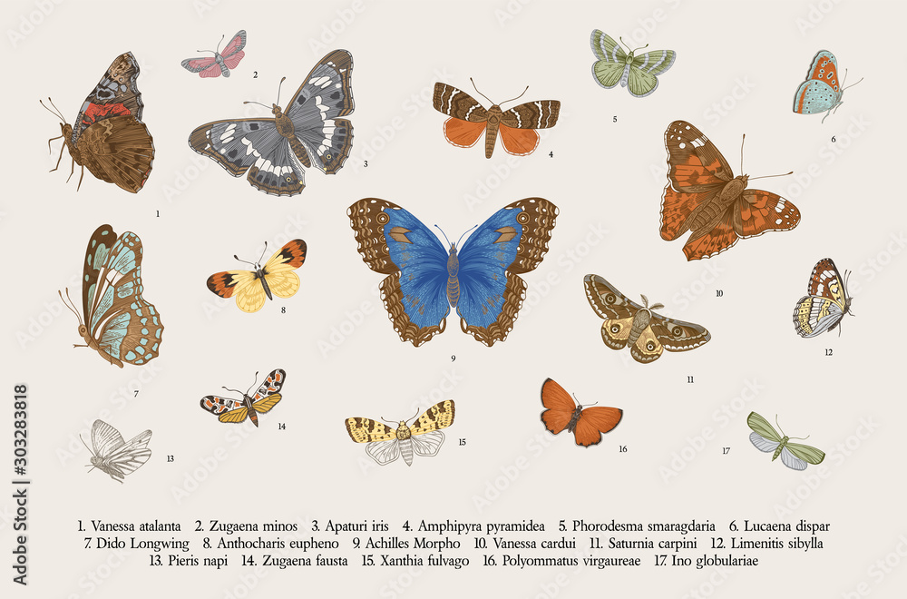 Naklejka Butterflies. Set of elements for design. Vector vintage classic illustration. Colorful