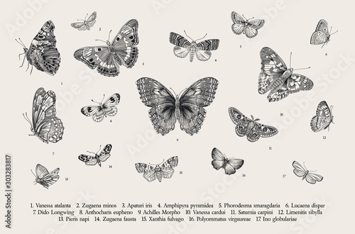 Butterflies. Set of elements for design. Vector vintage classic illustration. Black and white