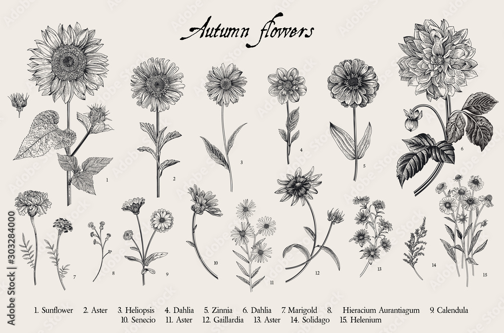 Obraz Vintage ilustracji botanicznych. Zestaw. Jesienne kwiaty. Czarny i biały