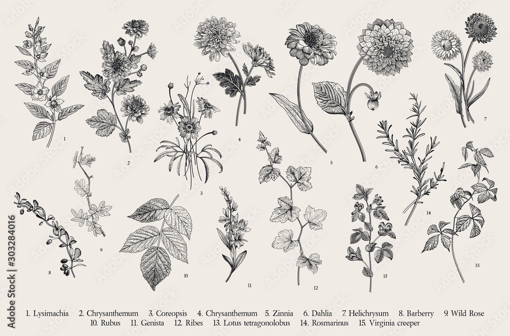 Vintage vector botanical illustration. Set. Autumn flowers and twigs ...