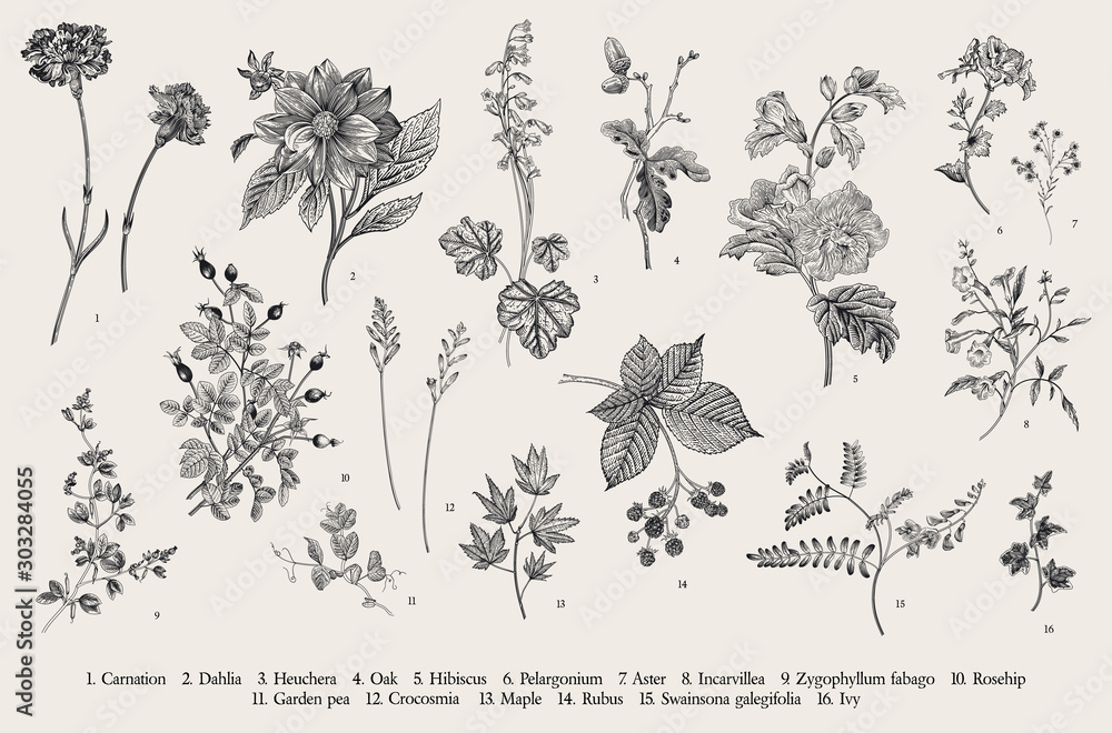 Vintage ilustracji botanicznych. Zestaw. Jesienne kwiaty. Czarny i biały.. <span>plik: #303284055 | autor: OlgaKorneeva</span>