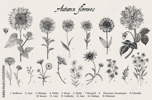 Vintage vector botanical illustration. Set. Autumn flowers. Black and white