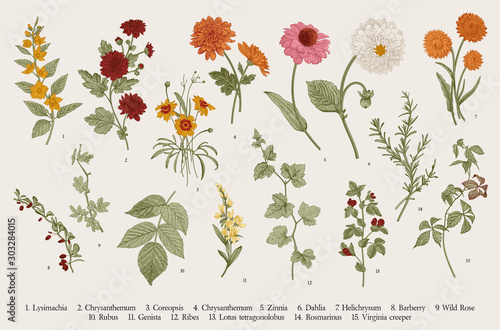 Tableau sur toile Vintage vector botanical illustration