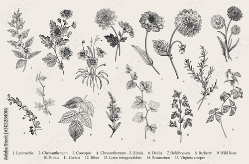 Vintage vector botanical illustration. Set. Autumn flowers and twigs. Black and white photo