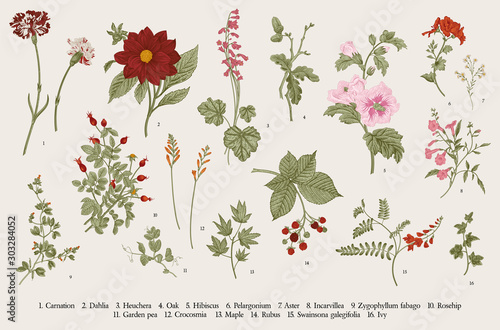 Obraz na płótnie Vintage vector botanical illustration