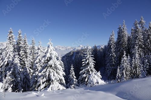 beautiful view to the snow capped mountains and alps in austria with snowed in trees