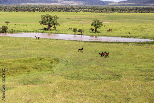 Oblique aerial view of wild horses on the floodplains and marshes near Wyndham in Cambridge Gulf in the Kimberley region of Western Australia.