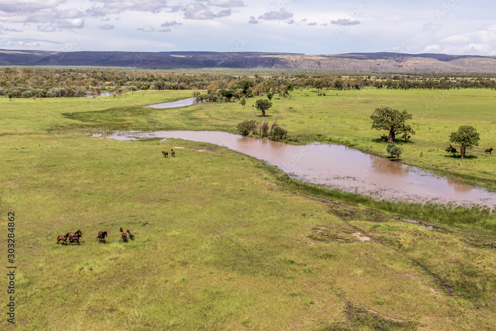 Oblique aerial view of  wild horses on the floodplains and marshes near Wyndham in Cambridge Gulf in the Kimberley region of Western Australia.