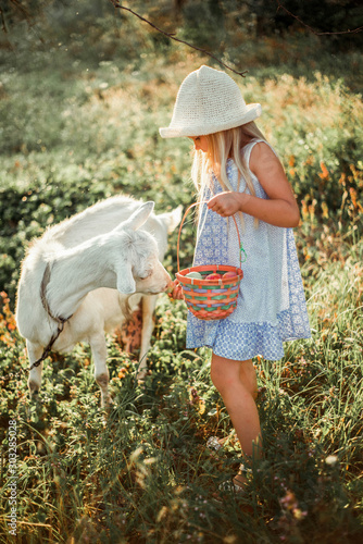  Little cute girl blonde feeds a goat on a farm from a basket. A girl in a dress and hat 6 years old feeds a pet with plums.