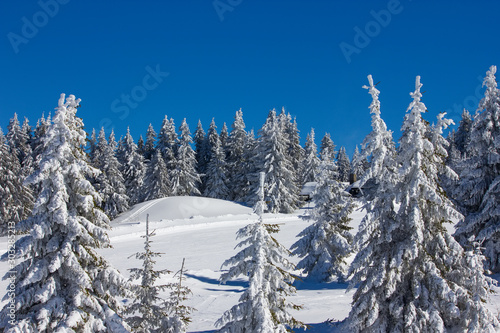 Winter snow mountain forest landscape. © Vladislav Gajic
