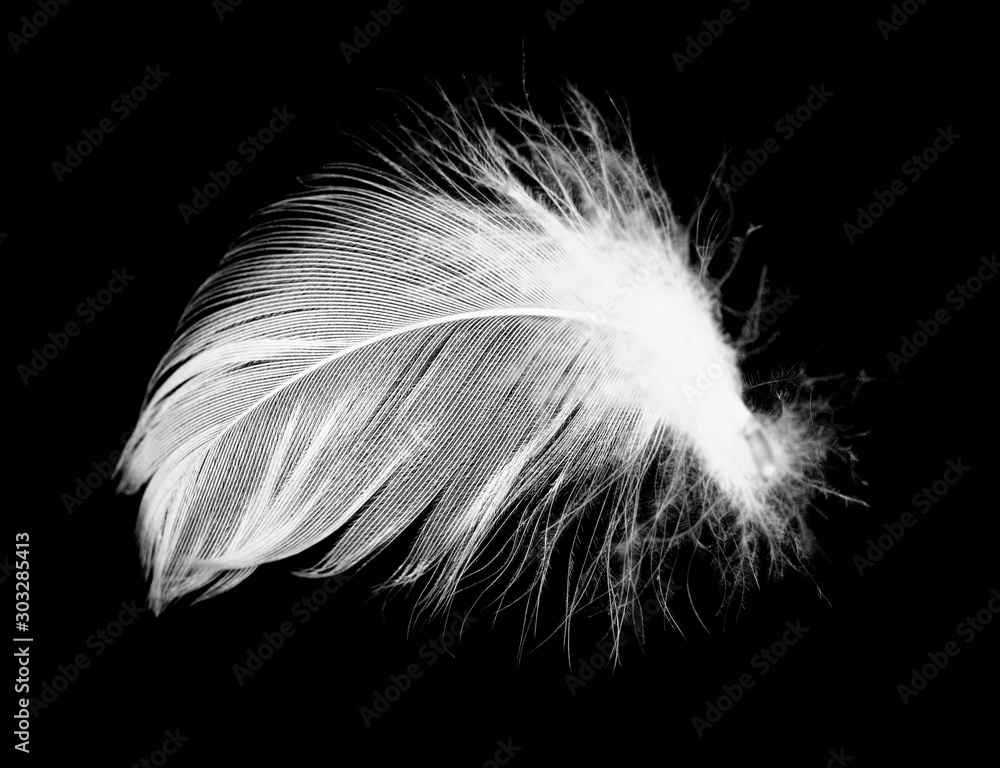 Beautiful white feather floating in air isolated on black background Beautiful white feather floating in air isolated on black background
