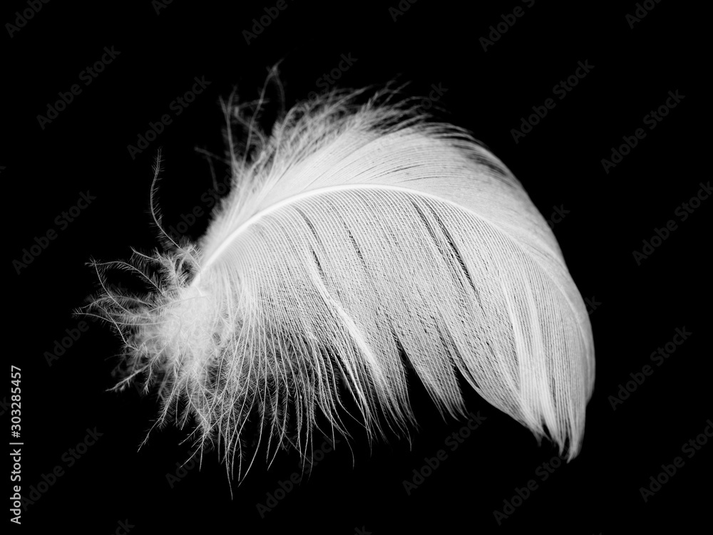 Beautiful white feather floating in air isolated on black background