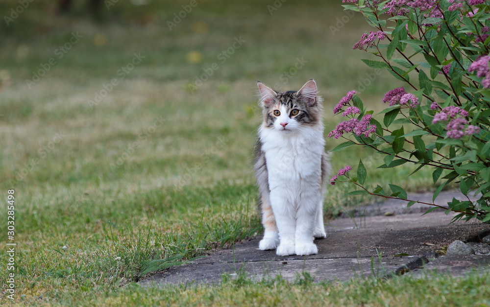 A four months old norwegian forest cat kitten standing beside a blooming plant in a garden