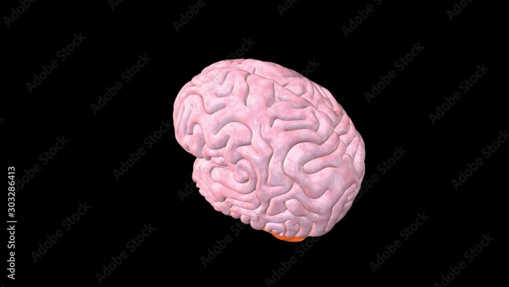 Realistic Human Brain Animation in 4K UHD Full HD Alpha Channel Transparent Background drag and drop use Realistic Human Brain Animation in 4K UHD Full HD Alpha Channel Transparent Background drag and drop use
