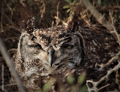 Jacobsbaai diere 2