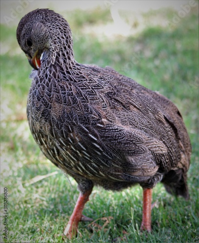 Jacobsbaai diere 3