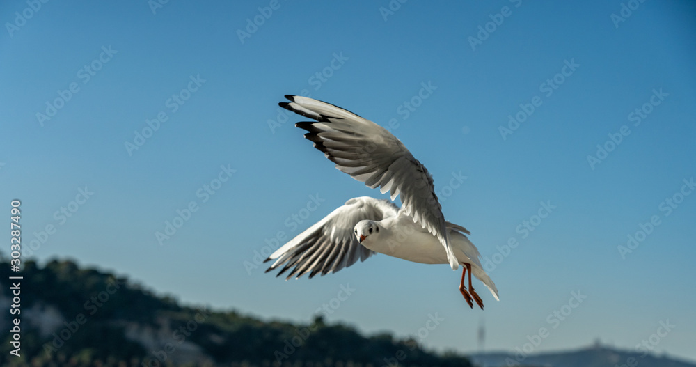 Obraz premium closeup of a seagull at Barcelona waterfront