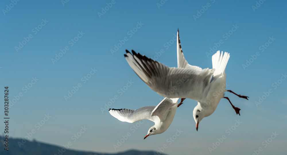 Obraz premium closeup of a seagull at Barcelona waterfront