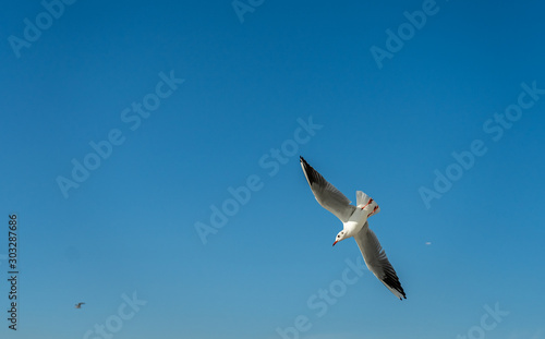closeup of a seagull at Barcelona waterfront