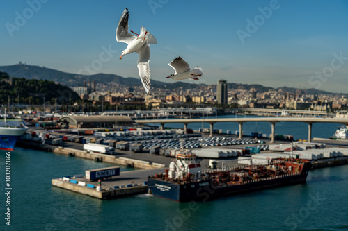 closeup of a seagull at Barcelona waterfront