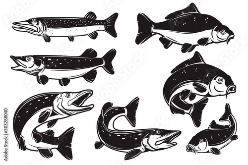 Set of Illustrations of the carp, pike fish isolated on white background. Design element for logo, label, badge, sign. Vector illustration