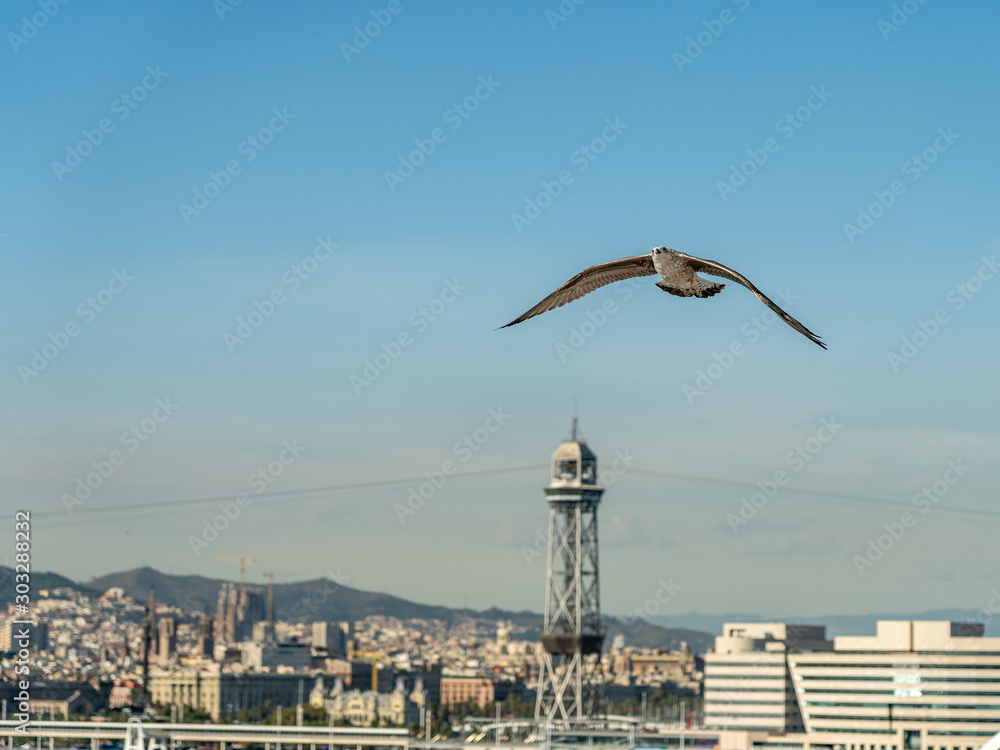closeup of a seagull at Barcelona waterfront closeup of a seagull at Barcelona waterfront