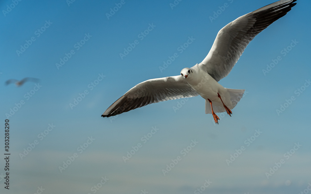 closeup of a seagull at Barcelona waterfront closeup of a seagull at Barcelona waterfront