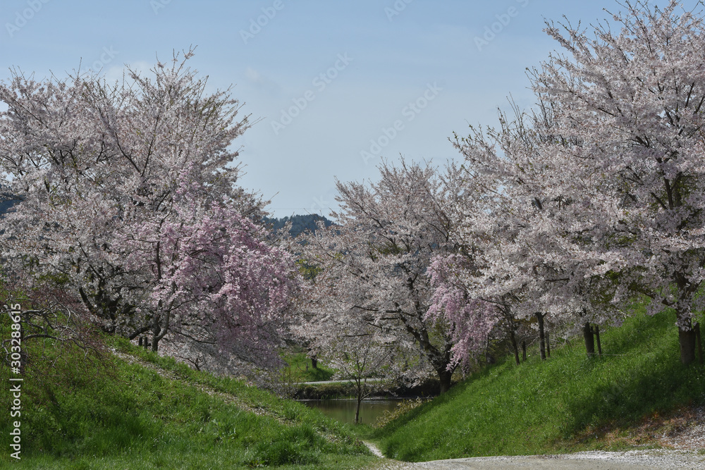 桜 桜