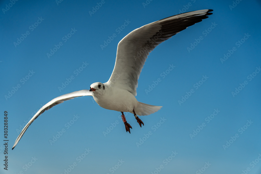 closeup of a seagull at Barcelona waterfront closeup of a seagull at Barcelona waterfront