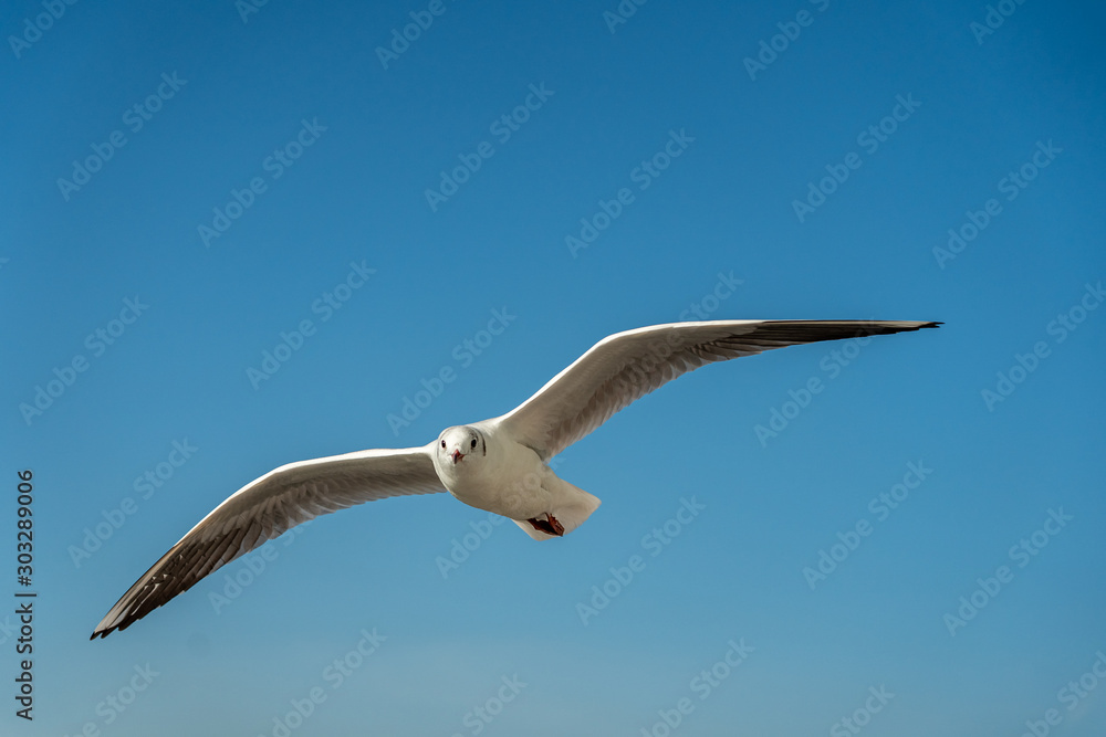 closeup of a seagull at Barcelona waterfront closeup of a seagull at Barcelona waterfront