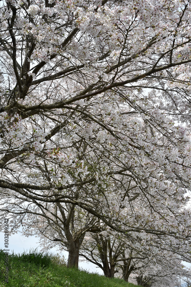 土手の桜 土手の桜