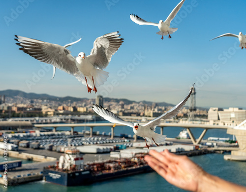 closeup of several seagulls looking for food at Barcelona waterfront