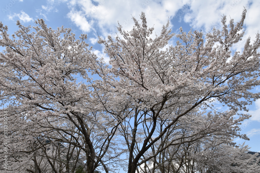 桜 桜
