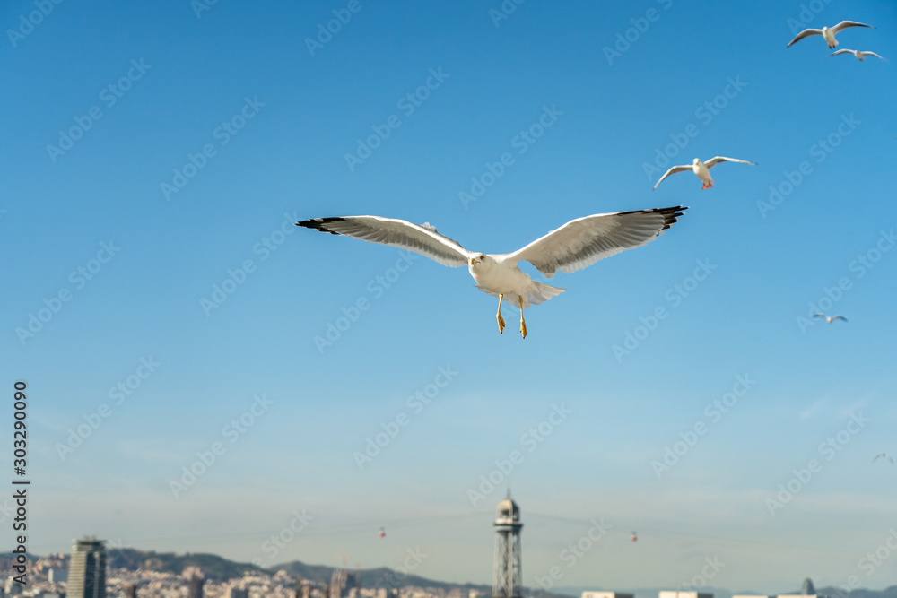 closeup of a seagull at Barcelona waterfront closeup of a seagull at Barcelona waterfront