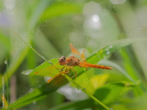 Close-up a Asian Amberwing or Orange Skimmer Dragonfly resting on green blade leaf with green nature blurred background.